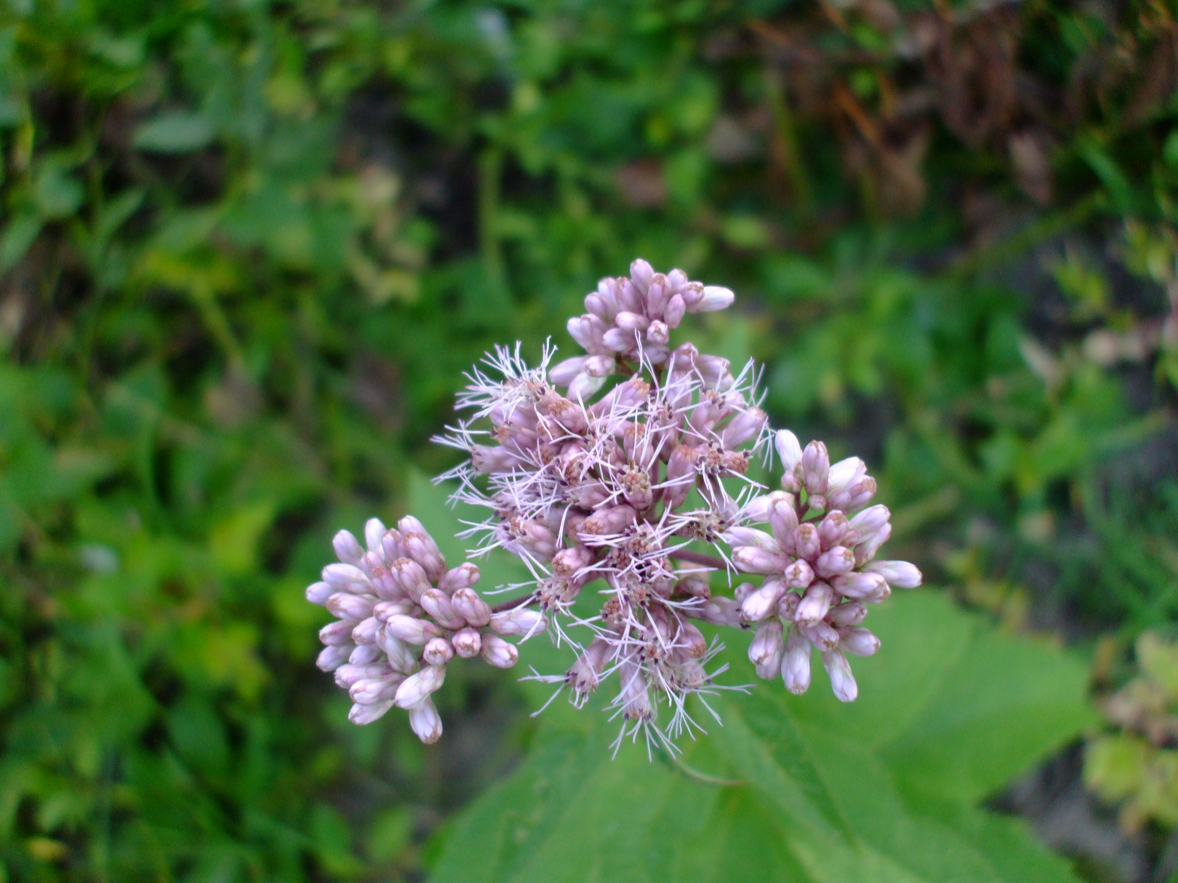 Eupatorium maculatum